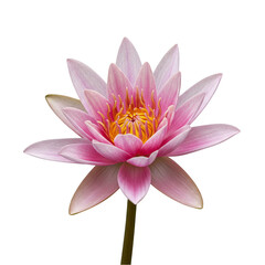 Isolated Pink Water Lily Flower with Transparent Background in Nature
