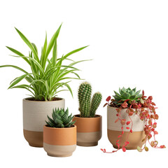 Obraz premium Isolated Potted Succulents Plants Arrangement with Transparent Background