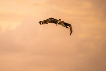 Obraz premium Sunset flight - Brown Pelican Aruba