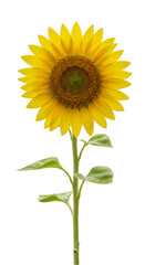 Fototapeta premium Isolated Sunflower with Transparent Background Yellow Floral Bloom