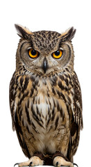 Fototapeta premium Isolated Transparent Background of Brown Owl Bird Wildlife Animal Feather