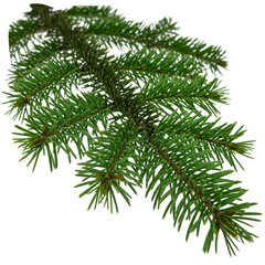 Isolated Transparent Fir Branch Evergreen Decoration For Christmas Holiday