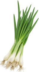 Isolated Transparent Fresh Green Scallions Bunch of Spring Onions