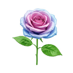 Isolated Transparent Rose Flower Purple and Blue Bloom Petals