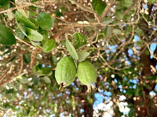Feijoa tree with fruit green sweet sour healthy fruit for gut health autumn fruit New Zealand guava