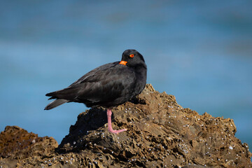 Sooty on the rocks