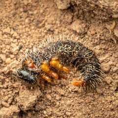 Dead spitfire sawfly larvae, Callum Brae Nature Reserve, ACT, September 2024