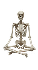 Realistic Illustration of Skeleton in Lotus Position for Anatomy Education