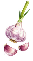 Watercolor Illustration of Garlic with Cloves Transparent Background