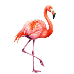 Watercolor Illustration of Elegant Pink Flamingo with Transparent Background