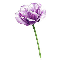 Watercolor Painting of a Purple Tulip Flower with a Transparent Background