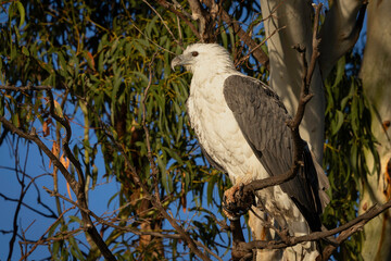 White-bellied Sea-eagle (Haliaeetus leucogaster), Canberra, ACT, May 2025