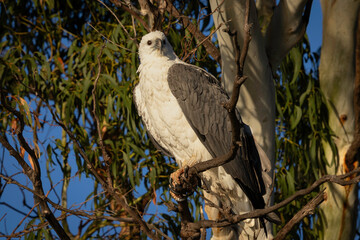 White-bellied Sea-eagle (Haliaeetus leucogaster), Canberra, ACT, May 2025