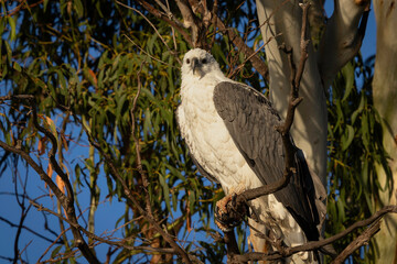 White-bellied Sea-eagle (Haliaeetus leucogaster), Canberra, ACT, May 2025