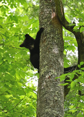 Fototapeta premium Bear Cub in Tree