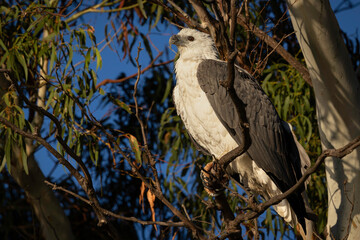 White-bellied Sea-eagle (Haliaeetus leucogaster), Canberra, ACT, May 2025