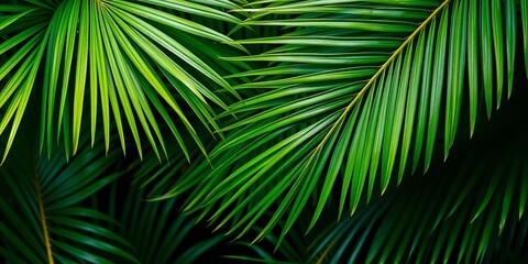 Abstract green palm leaf texture, vibrant tropical foliage background, tropical, pattern