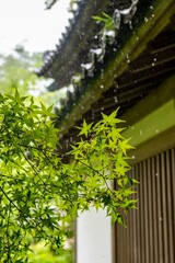鎌倉2506　浄智寺3　雨