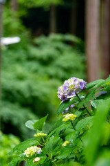 鎌倉2506　浄智寺12　紫陽花