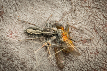 White-flecked Crevice-dweller (Ocrisiona leucocomis),Callum Brae Nature Reserve, ACT, September 2024