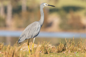 White-faced Heron (Egretta novaehollandiae), Corunna Lake, NSW, September 2024