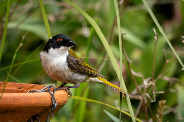 White-naped Honeyeater (Melithreptus lunatus), Narooma, NSW, December 2024