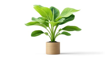 Lush tropical potted plant against a white background