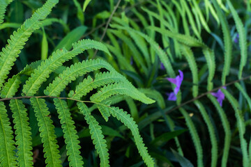 close up of green fern leaf