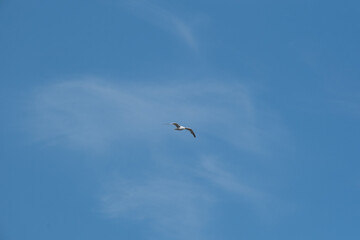 Common seagull in flight with clouds in the background