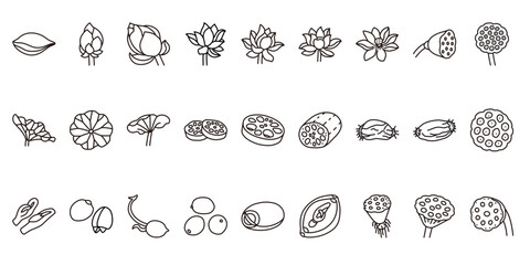 Fototapeta premium A collection of line icons of lotus elements, including flowers, leaves, roots, seeds, and seed pods.