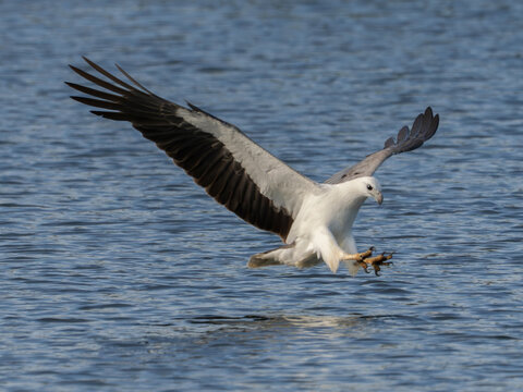 White-bellied Sea Eagle in precise flight, lowering its talons over the water.