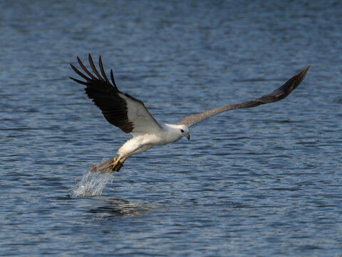 White-bellied Sea Eagle in precise flight, lowering its talons over the water.