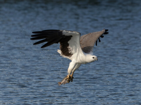 White-bellied Sea Eagle in precise flight, lowering its talons over the water.