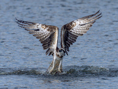 Osprey in flight carrying a freshly caught fish.