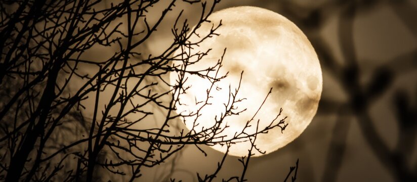 Ethereal lunar glow through skeletal branches silhouetted against night sky