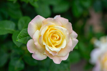Full blooming of yellow rose (Rosa) in Japan in early summer