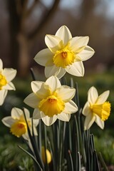 Fototapeta premium yellow daffodils in spring