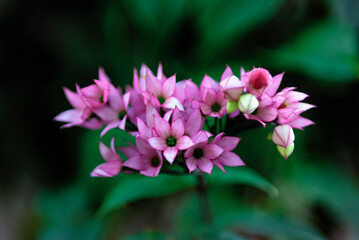 Clerodendrum thomsoniae or bleeding heart glory-bower