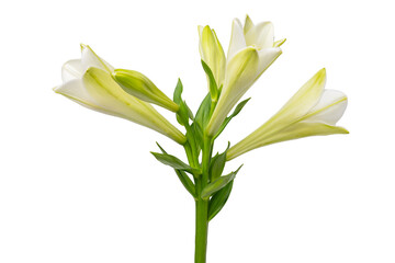High Quality PNG of white lily flower on white background
