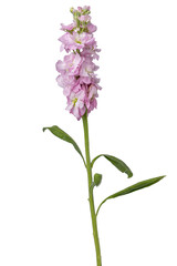 Fototapeta premium High Quality PNG of pink Matthiola Incana stock flower isolated on white background.