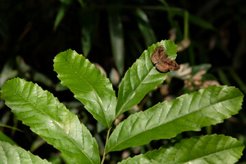 Cupania vernalis or Camboatá with a moth on the leaf