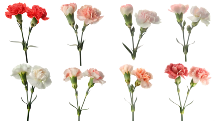 carnation flower collection isolated on white background PNG
