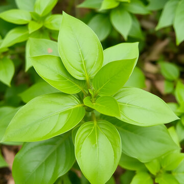View Of Green Leaves Of Amrutha Balli Or Giloy Or Indian Tino Sora Or Heart Leaved Tinospora Or Guduchi Medicinal Plant