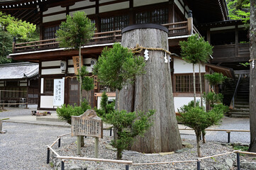 伊太祁曽神社の御神木