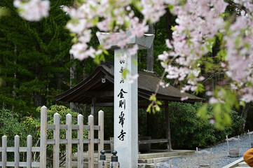 高野山金剛峯寺の門と桜