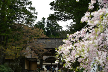 高野山金剛峯寺の門と桜