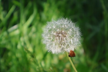 Fototapeta premium The Flowing Dandelion