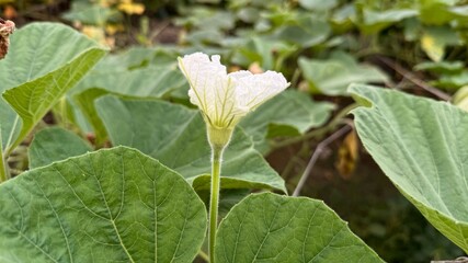Delicate White Bottle Gourd Flower Blossoming Amidst Lush Green Leaves in a Garden Setting