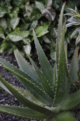aloe vera plant