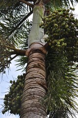 Fototapeta premium palm tree trunk